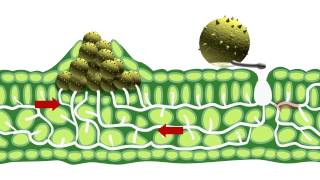 Disease epidemiology and fungicide use [upl. by Araem]