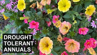 4 Drought Tolerant Annuals That Shine All Summer Long ☀️ [upl. by Ayojal]