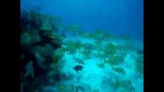 Puerto Morelos Mexico Dive 2 at quotthe Aquariumquot with Aquanauts 5222015 [upl. by Enomis]