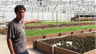 How a Sustainable Aquaponics Farm Grows 7000 Heads of Lettuce a Week [upl. by Guidotti336]