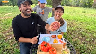 Tomato Harvest Taste Test Hybrid vs Heirloom [upl. by Ailec]