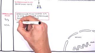 Overview of Fluid and Electrolyte Physiology Fluid Compartment [upl. by Gladwin325]