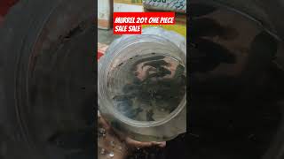 Murrel fish 20₹ one piece [upl. by Leal]