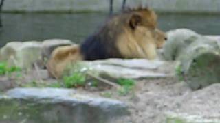 African Lions  Zoo Antwerp [upl. by Jens]