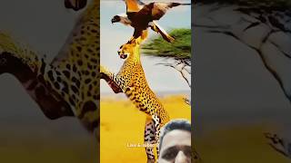 Attack by eagle 🦅🦅🦅 viralshort video [upl. by Zebulen]