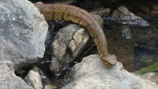 Water Moccasin Close Ups [upl. by Notsnhoj391]