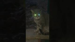 new trending video cat night eyelight [upl. by Mercer188]