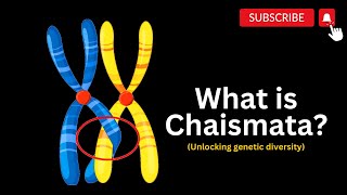 Exploring Chiasmata and Genetic Crossroads The Power of Chiasmata in Meiosis [upl. by Akahc]