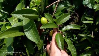 Picking Guava Fruits  CarmsMarpuri [upl. by Eeltrebor]