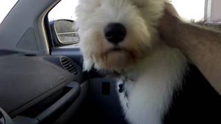 Old English Sheepdog 4 months old barks at traffic jam [upl. by Altaf]