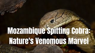 Mozambique Spitting Cobra Natures Venomous Marvel [upl. by Ediva]