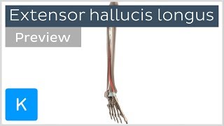 Functions of the extensor hallucis longus muscle preview  3D Human Anatomy  Kenhub [upl. by Anayik199]