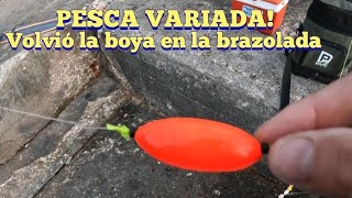 VOLVI A PESCAR VARIADA CON UNA BOYA EN LA BRAZOLADA ESTRENAMOS CAÑA NUEVA [upl. by Klotz676]