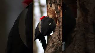 Pileated Woodpecker nature birds wildlife [upl. by Eleph]