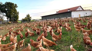 235 Billion Chickens Are Raised This Way By European Farmers  Chicken Farming [upl. by Nodnerb782]