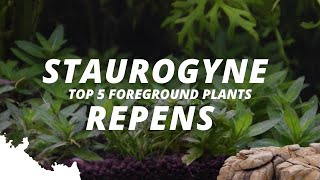 staurogyne repensWhat are the most popular foreground plants  Part 3  5 [upl. by Hiltan]