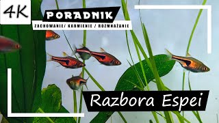 Razbora ESPEI  Kompletny Poradnik 4K [upl. by Ahsyak]