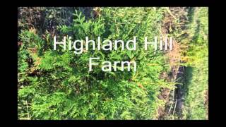 The Transplanting Of Giant Arborvitae at our nursery [upl. by Nylinej]