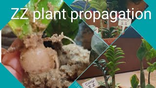 ZZ plant care and propagation [upl. by Edmon800]