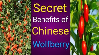 Health benefits of Chinese Wolfberry [upl. by Seitz]