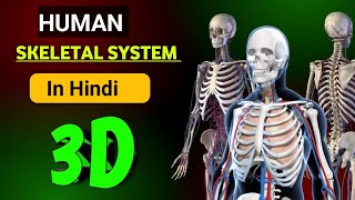 skeletal system 3d animation in hindi  skeletal system 3d animation  skeletal system 3d video [upl. by Alyl]