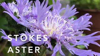 Stokes Aster  Florida Native Plants Landscaping [upl. by Yelrebmyk]