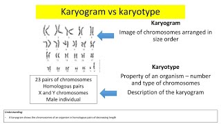 Karyotype Vs Karyogram [upl. by Adonis]