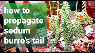 36 How to propagate SEDUM BURROS TAIL cuttings and leaf [upl. by Eluk]