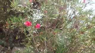 LAURIER ROSE Nerium oleander [upl. by Kellene]