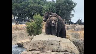 Grizzly Bears Trying to Mate Oakland Zoo July 2024 [upl. by Yelrahc]