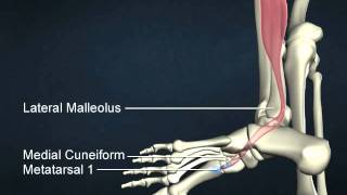 fibularis longus [upl. by Hans]