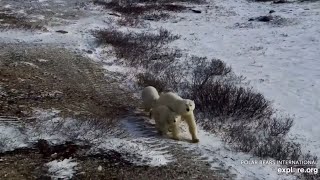 Polar Bear Mom and Two First Year Cubs Wander At Hudson Bay 10272024 exploreorg [upl. by Montfort]