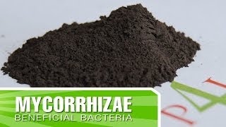 How to create strong roots in your plants with Mycorrhizae  Inoculants [upl. by Beyer]