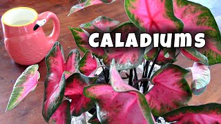 How to Plant Caladium Bulbs and Care 💚💕🪴 [upl. by Adnarim]