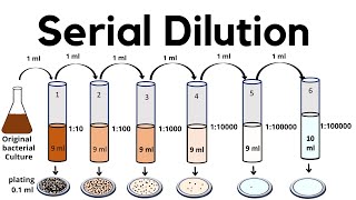 Serial Dilution method  viable cell count method [upl. by Porter]