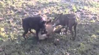 Dog eaten by 2 other dogs [upl. by Powers521]