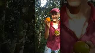 Naranja tangelodulce suave y demiciosa plantas campocolombiano campesinos [upl. by Asenad]