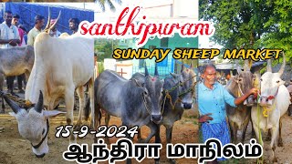 1592024 santhipuram sunday market ஆந்திரா மாநிலம் சாந்திபுரம் மாட்டு சந்தை நாட்டு மாடுகள் [upl. by Casady]