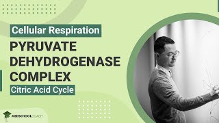 Pyruvate Dehydrogenase Complex and Citric Acid Cycle [upl. by Dolli]