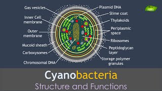 Cyanobacteria  Structure and Functions  Basic Science Series [upl. by Rosel472]