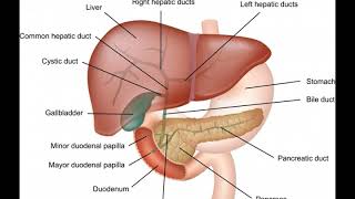 What is the Ampulla of Vater [upl. by Convery343]