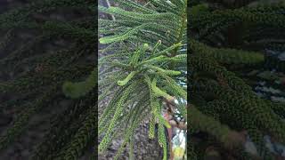 Araucaria Columnaris quotCook Pinequot [upl. by Norvall539]