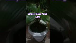 Bonsai Kelapa Unik shortstamanbonsaiaceh tamanbonsaiaceh [upl. by Ahsaek735]