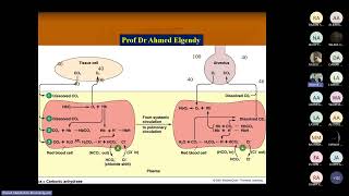 Ventilation and perfusion balance by Prof Ahmed Elgendy [upl. by Ecirtaeb145]