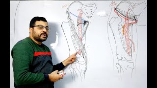 Anatomy of Femoral Artery [upl. by Savil]