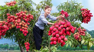 Harvesting Fresh Red Lychee Fruit Goes to market sell  Farming and Cooking  Harvest DailyLife [upl. by Maxy890]