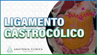 O QUE É O LIGAMENTO GASTROCÓLICO  JEAN TALIARI [upl. by Eceinehs]