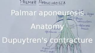 Palmar aponeurosis with clinical  Dupuytrens contracture [upl. by Pasquale231]