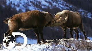 Male Alpine Ibex Goats Go Head To Head  Wildest Europe [upl. by Eerb]