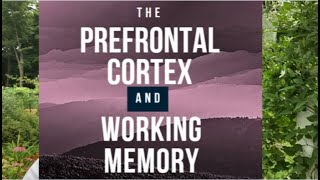 The Prefrontal Cortex and Working Memory [upl. by Eluk481]